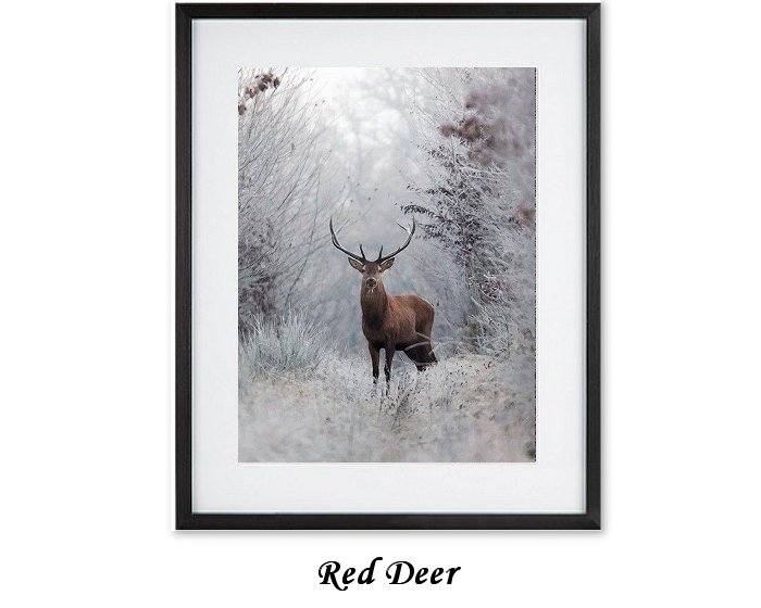 Red Deer Framed Print